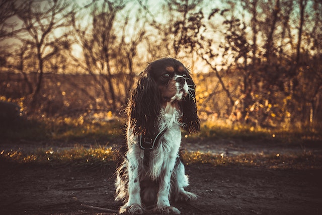 Cocker Spaniel Puppy Weight Calculator