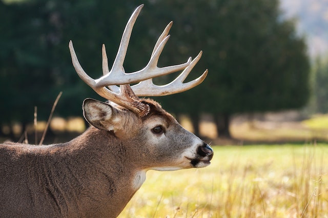 Deer Score Calculator