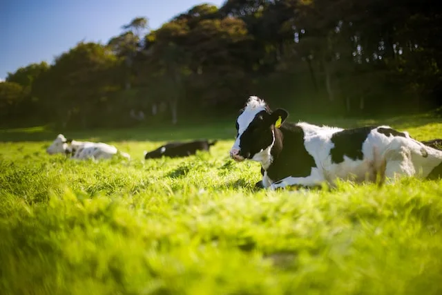 Calculadora Gestação Vaca