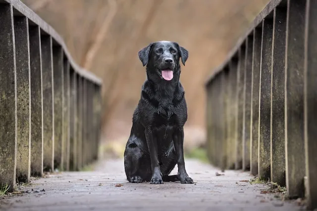 Labrador Color Genetics Calculator