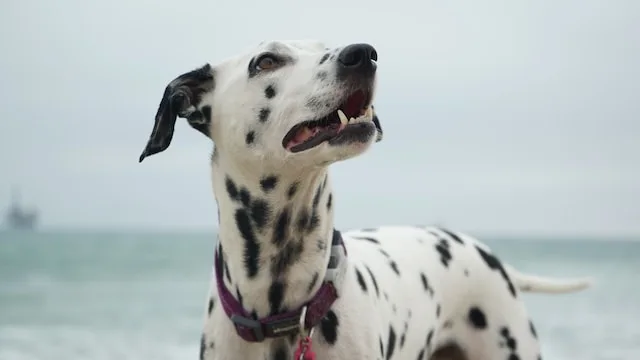 Calculadora Gestacional Canina