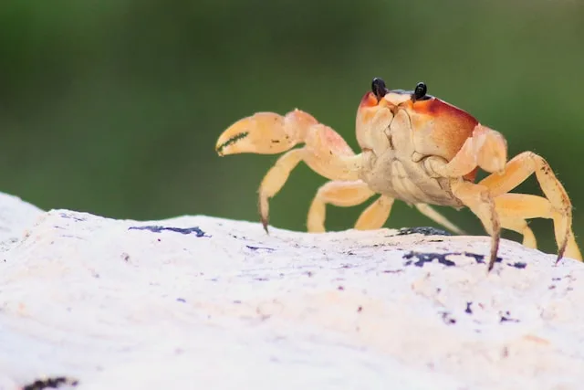 How Many Calories are in one Cluster of Snow Crab Legs?