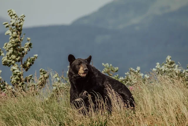 Black Bear Weight Calculator