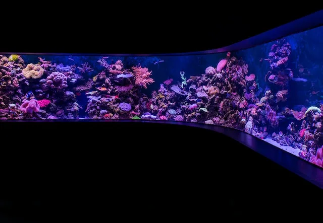 Aquarium Tempered Glass Thickness Calculator