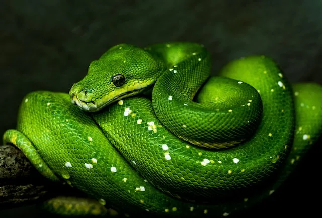 Ball Python Genetic Calculator