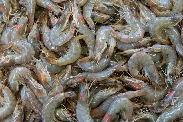 Qual é a Diferença entre "Shrimp" e "Prawns"?