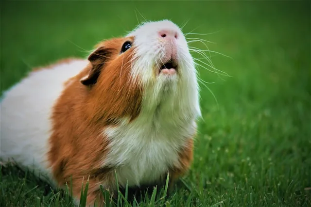 Guinea Pig Cage Size Calculator