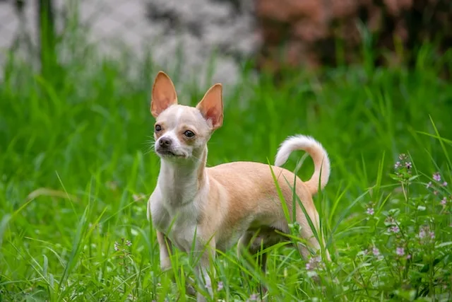 Find out how big your Chihuahua Puppy will Grow Calculator