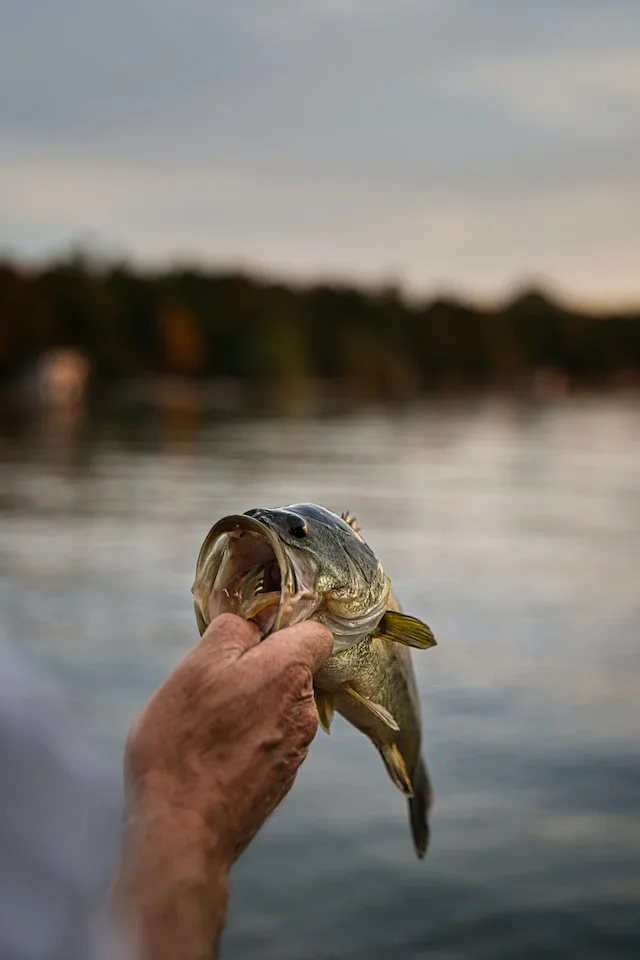 Largemouth Bass Weight Calculator