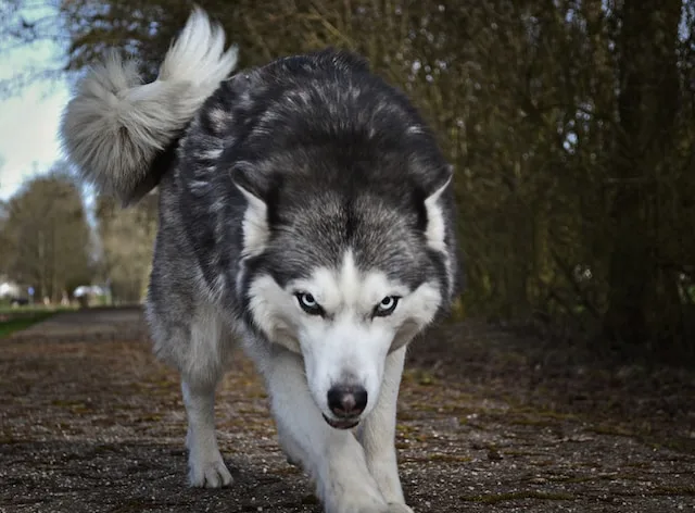 Husky Weight Calculator