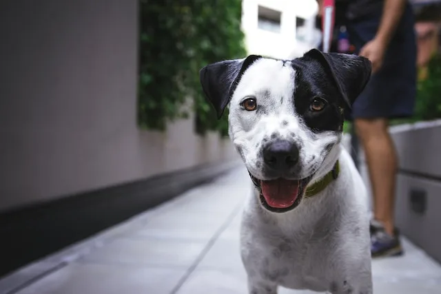 Calculadora Ração Cachorro