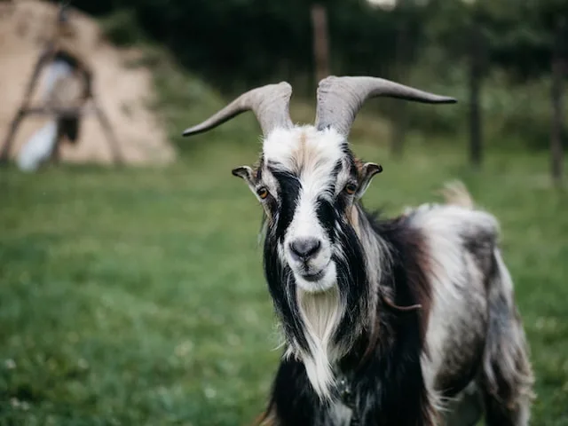 Pygmy Goat Color Genetics