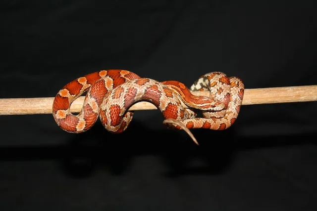 Cornsnake Morph Calculator