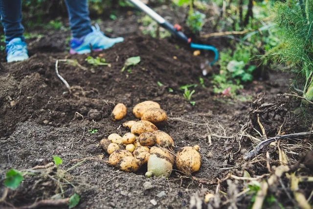 Potato Seed Spacing Calculator