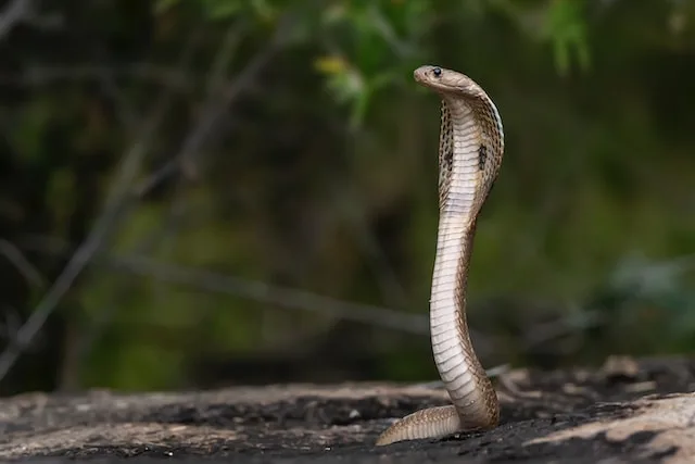 Qual é o Coletivo de Cobras?