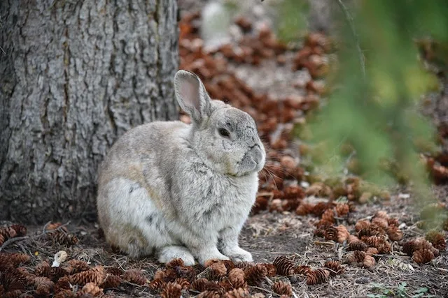 Rabbit Color Genetics Calculator