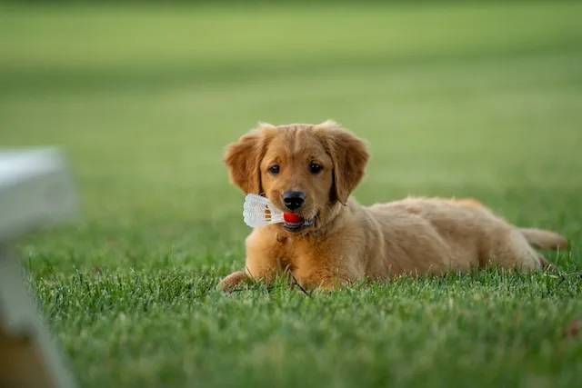 Cavapoo Weight Calculator