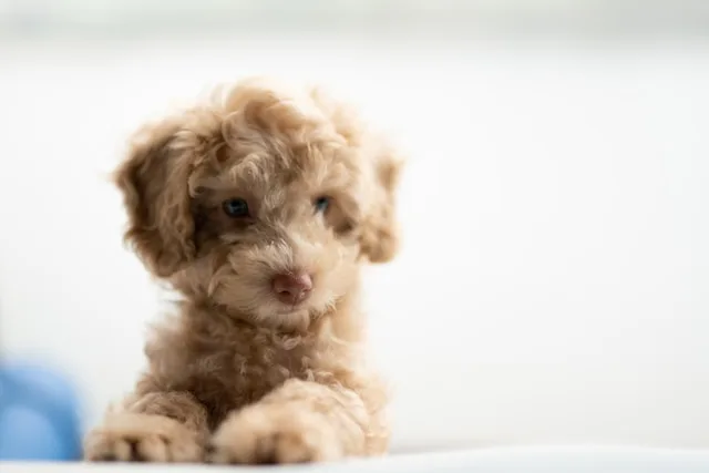 How Big Will your Miniature Poodle Puppy Grow into? Calculator