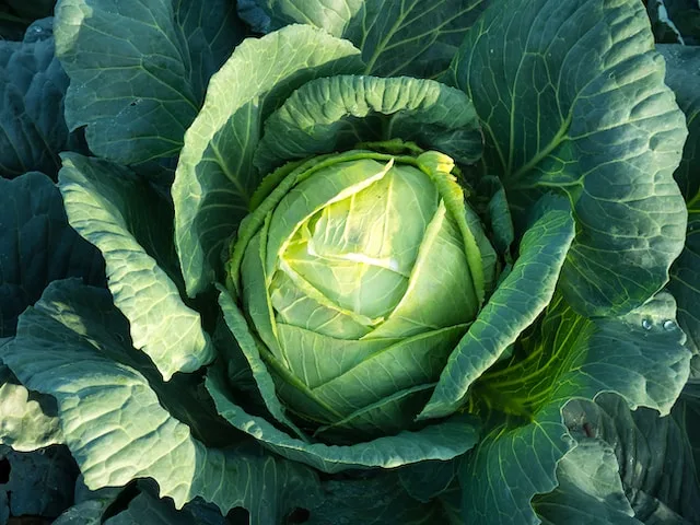 How Many Calories In A Cabbage Head?